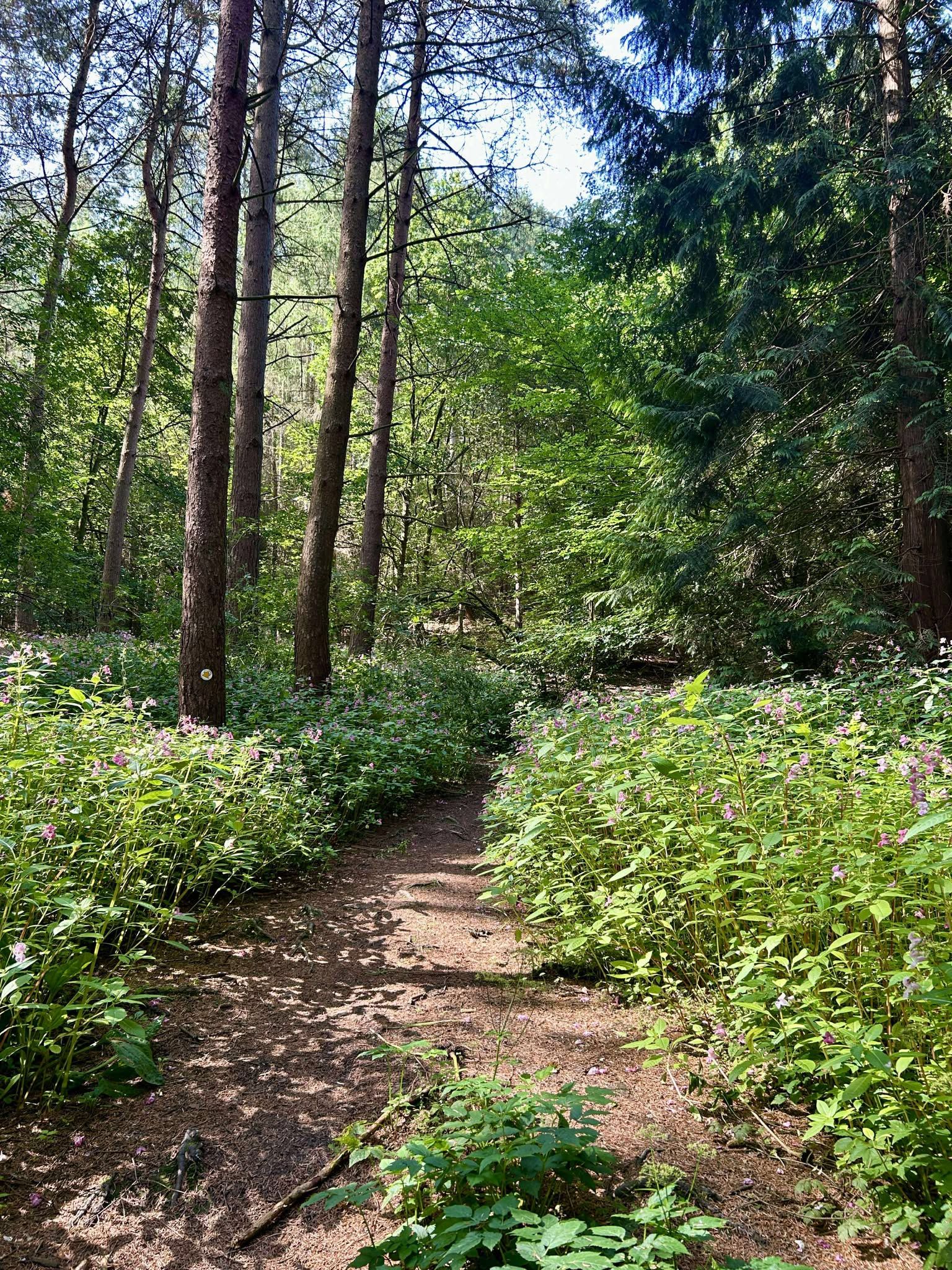 This is the start of the walk. A short steep climb up through the woodland before reaching the top by the road.